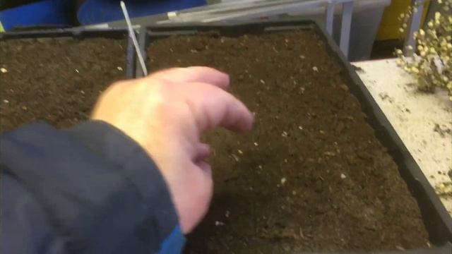 Experiment - splitting and sowing Cordyline palm tree seeds in winter, UK смотреть онлайн