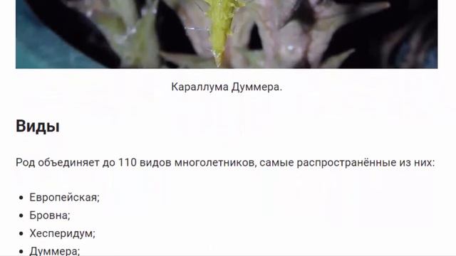 Караллума. Красивые растения для дома и сада. смотреть онлайн