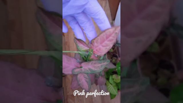 Сингониум Розовое Совершенство быстро вымахал за зиму