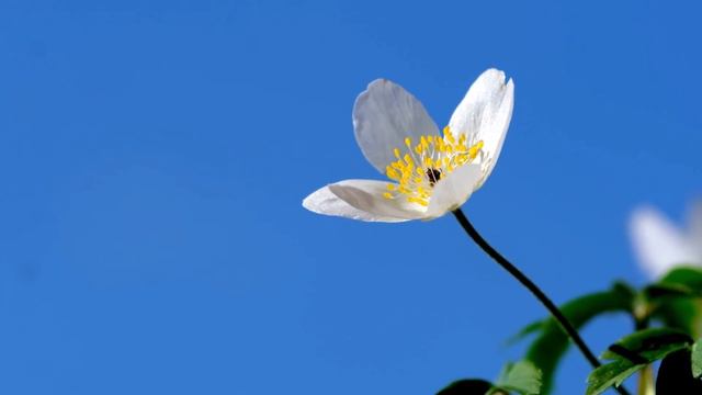 Beautiful piano music, relaxing ambient, meditation music смотреть онлайн
