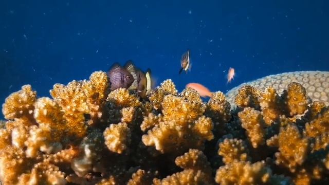Wonders of the sea/Tubbataha смотреть онлайн