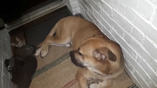 Хвост друга! смотреть онлайн