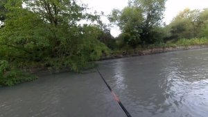 Ловля усача. Barbel fishing #fishing