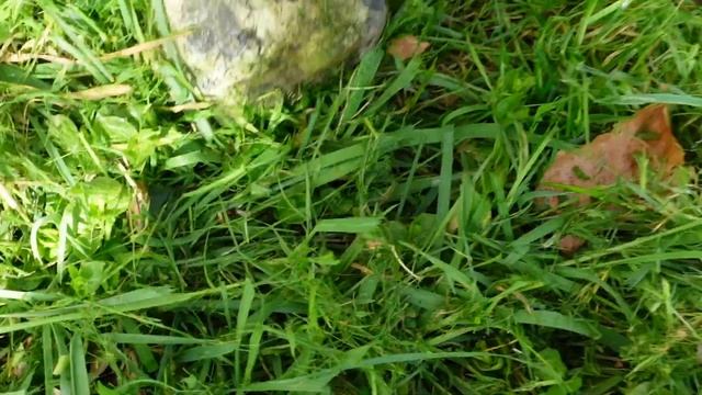 BEST Flymo Strimmer? Mini Trim ST Garden Trimmer Review And Unboxing