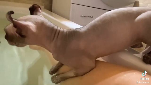 Titanic 猫在洗澡 смотреть онлайн
