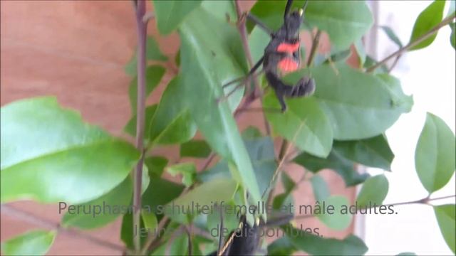 Phasmes Peruphasma schultei смотреть онлайн