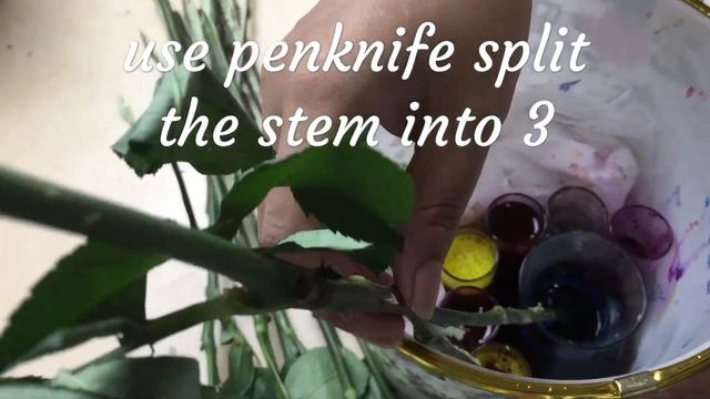 How To Dye Rainbow Rose From White Roses | Huamama@ Carousell | Fresh Flower | Huamama Are