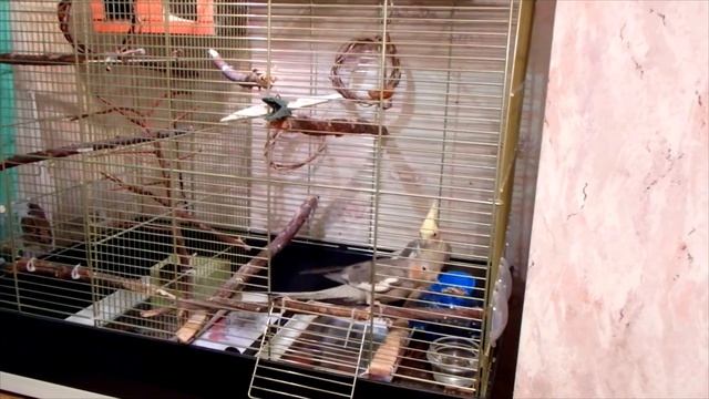 Как легко загнать неручного попугая в клетку. Кто в доме хозяин?! смотреть онлайн