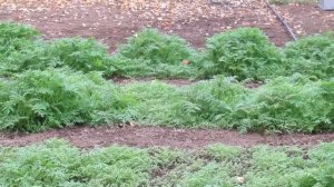 Что лучше фацелия или горчица как сидерат