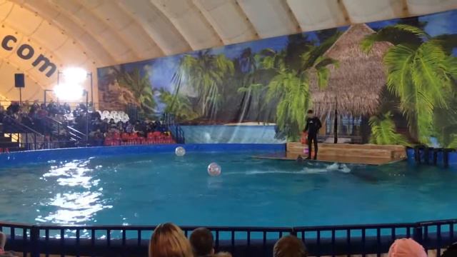 Дельфинарий в Ногинске - 2 смотреть онлайн