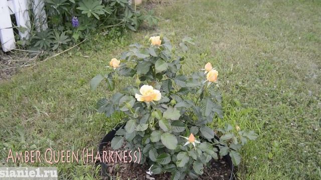 Роза Amber Queen (Harkness) смотреть онлайн