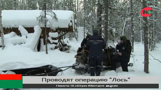 Природнадзор Югры взял под охрану лосей смотреть онлайн