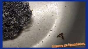 Самый Простой Способ Избавиться от Тараканов СОВЕТ ЗРИТЕЛЯ ЛАЙФХАК