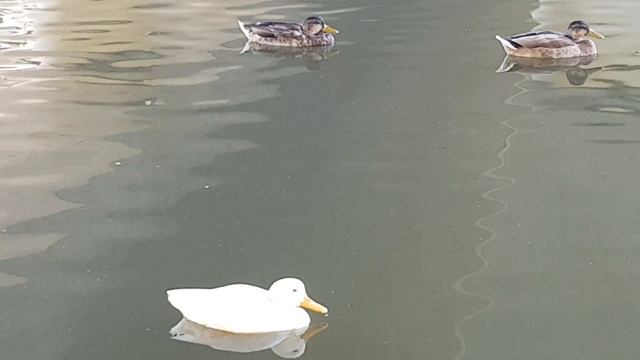 Дикая утка - Альбинос / Большая редкость в Дикой Природе. смотреть онлайн