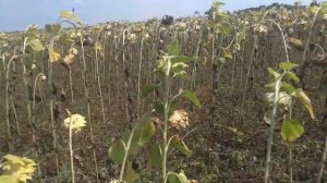 Подсолнух перед уборкой. Подсолнух после Гелиантекса. Подсолнечник 2021 Запорожская область