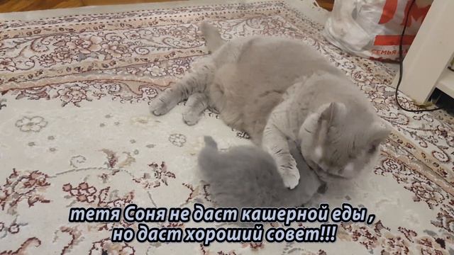 #111 Советы тетушки Сони молодому поколению (#британские #кошки #happy #cats #сара #sara) смотреть онлайн