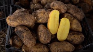 Картофель сорт колетте.  Самый урожайный сорт картофеля.