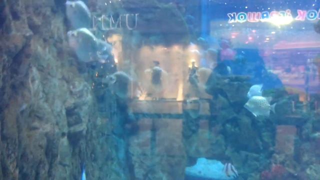 Аквариум.Акула а также Ангел и другие рыбки 2017 Aquarium. Shark and also Angel and other fishes смотреть онлайн