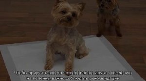 Как приучить йорка к пеленке дома быстро