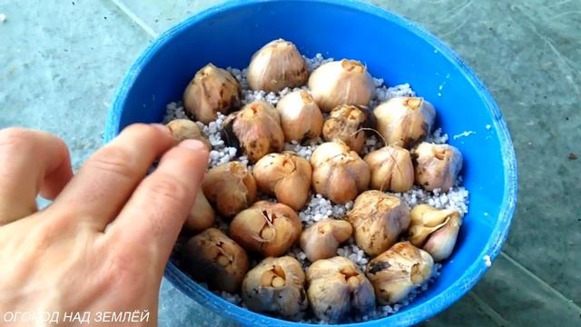 ЧЕСНОК НА ЗЕЛЕНЬ ЗИМОЙ НА ПОДОКОННИКЕ. смотреть онлайн