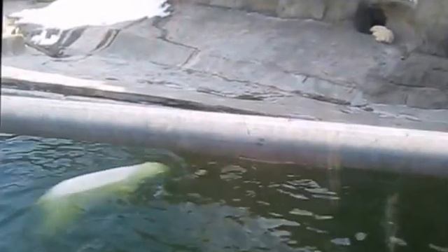 Белая медведица и медвежонок принимают ванну Московский зоопарк смотреть онлайн
