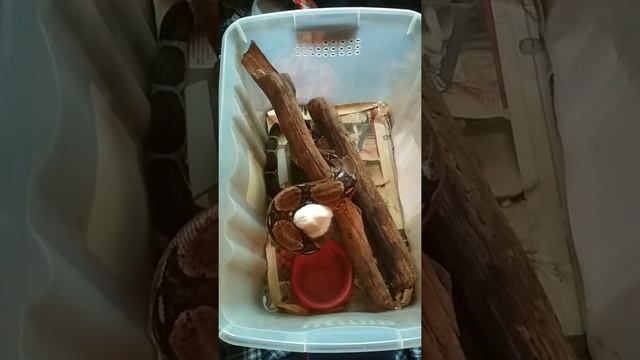 Удав против крысы, кормление смотреть онлайн