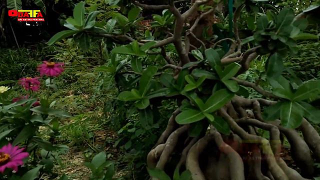 ADENIUM ANGKER, TIGA BUNGA ADENIUM NEAGARI AKARNYA MANTAP смотреть онлайн