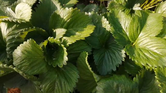 Наша клубника 17 июня. смотреть онлайн