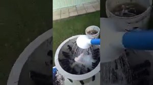 Как ощипывать утку перосьемка PERAN