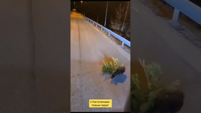 Бобер тащит елку) смотреть онлайн