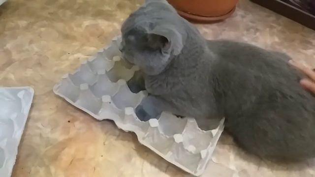 Весна в Норильске// немного коти/ смотреть онлайн