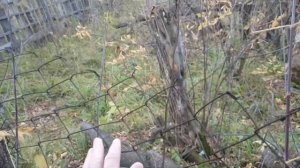 Кролики в загоне 2,5 месяца