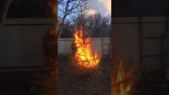 Как мы жарили елку смотреть онлайн