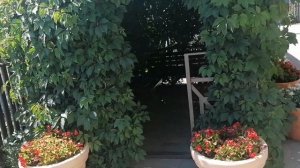 Отель Круиз (Анапа, Пионерский, 81). ТЕРРИТОРИЯ.