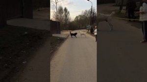 Алабай и дворняга.