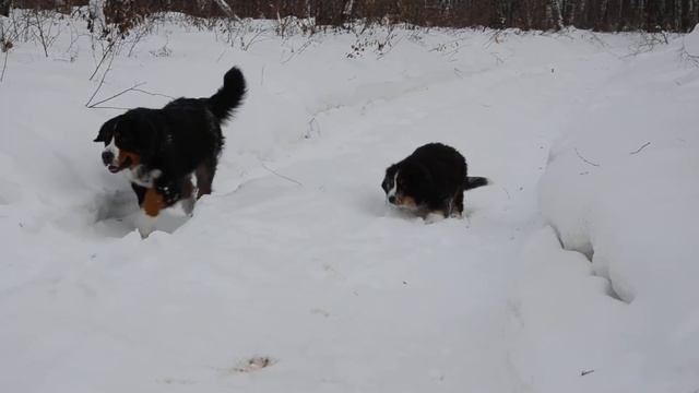 Бернские Зенненхунды.Щенки и взрослые собаки смотреть онлайн