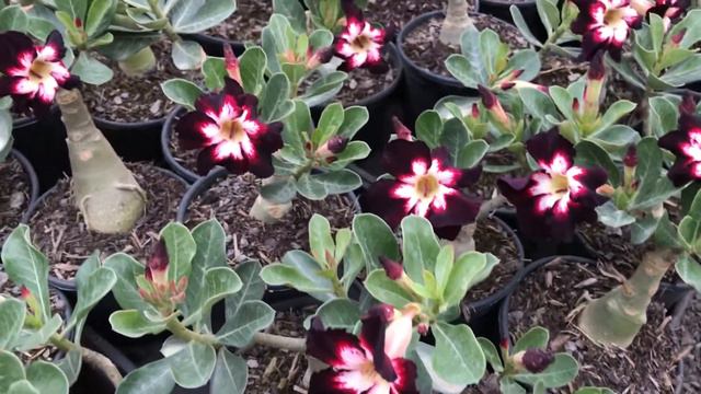 Adenium Obesum-Rosa Do Deserto Black Lover
