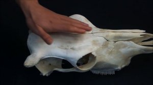 лобная кость домашних животных