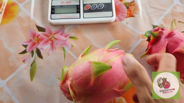 PITAHAYA Thai rosa? y Rubi red?#dragonfruit #pitahaya #exotic #frutas #pitayas #Elviscarrera смотреть онлайн