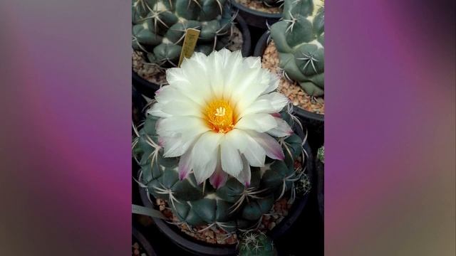 ? Cactus flowers : Coryphantha photo by FB:Thatree Toon Chuanyen смотреть онлайн