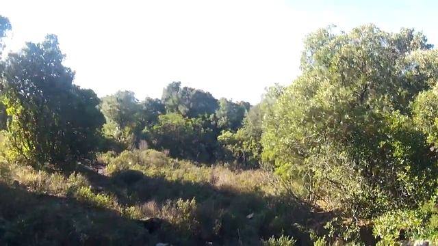 Chasse à la bécasse en Corse Act2, décembre 2013, Arko setter anglais смотреть онлайн