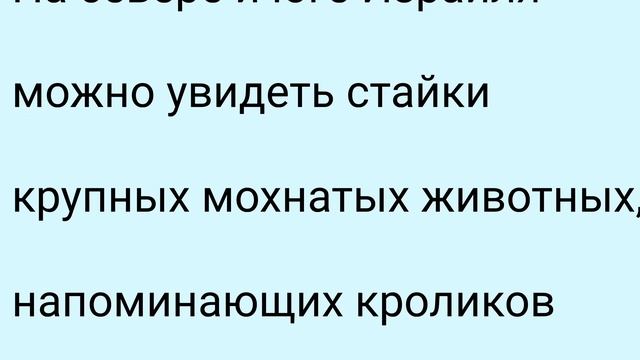 Самые необычные животные. Даманы. #скалистые_кролики смотреть онлайн