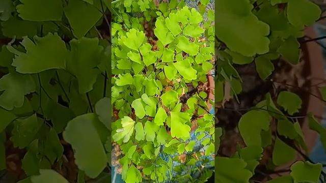 Адиантум (Венерин волос) смотреть онлайн