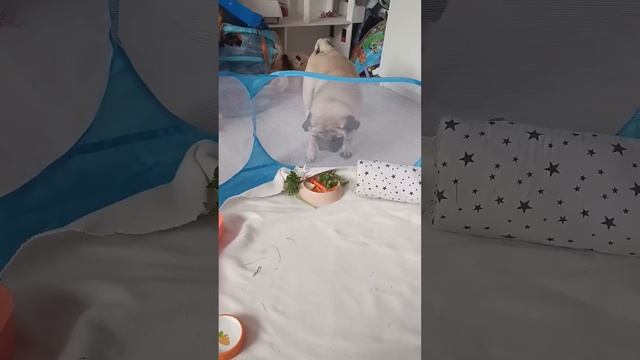 Неудачная осада крепости