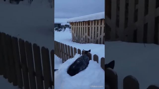 В Великом Устюге очевидцы спасли собаку, застрявшую в заборе смотреть онлайн