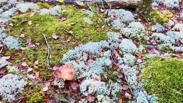 Белые замороженные грибы в конце октября. Марий Эл. смотреть онлайн