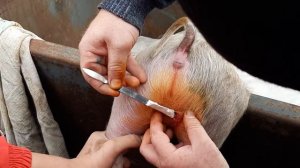 Кострация поросёнка