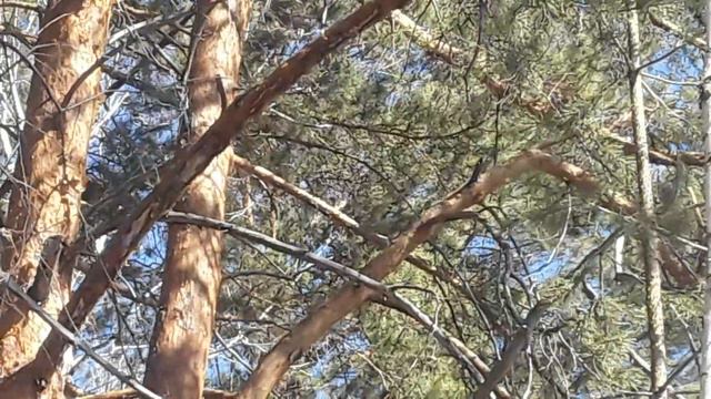 прогулка с ВСЛ