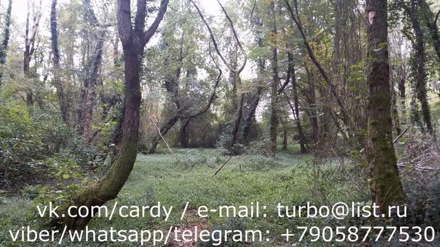 КАМФОРНЫЙ ЛАВР. КУПИТЬ СЕМЕНА САЖЕНЦЫ смотреть онлайн