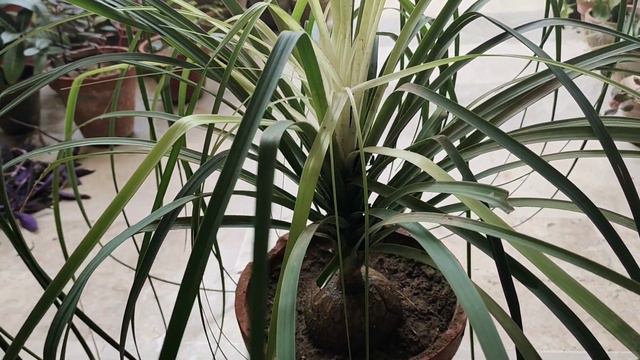 Ponytail Palm/ Nolina Palm Caring Tips | Urdu/Hindi смотреть онлайн